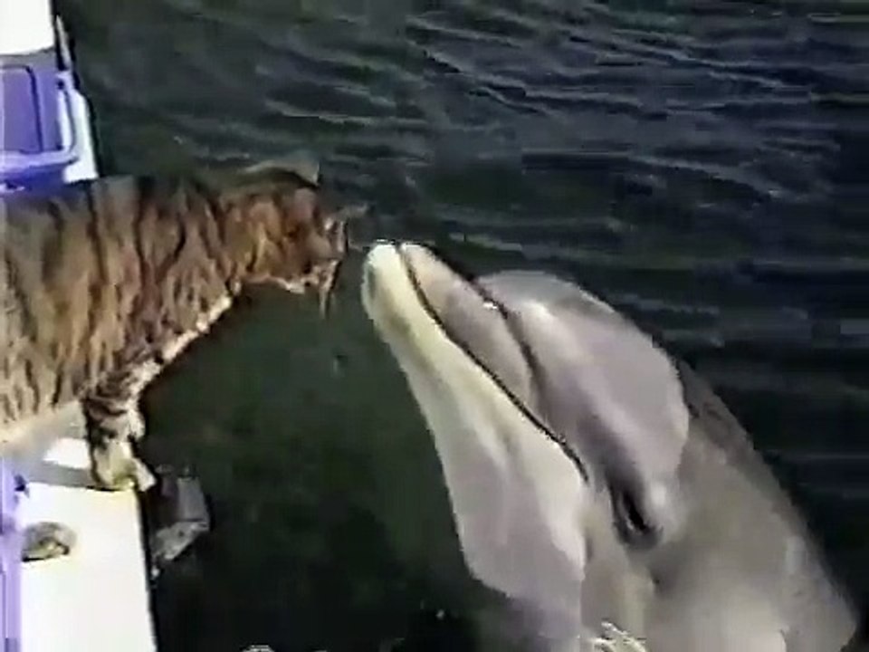 Un dauphin joue avec son pote le chat...