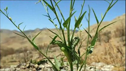 Kluge Pflanzen - Blattgeflüster 2v4 Doku EP02