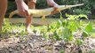 Small Creek Gar Fishing