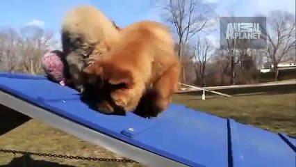 Dogs 101  Chow Chow
