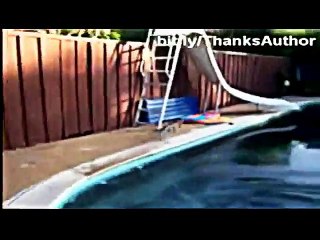 Chat drôle, bétisier.