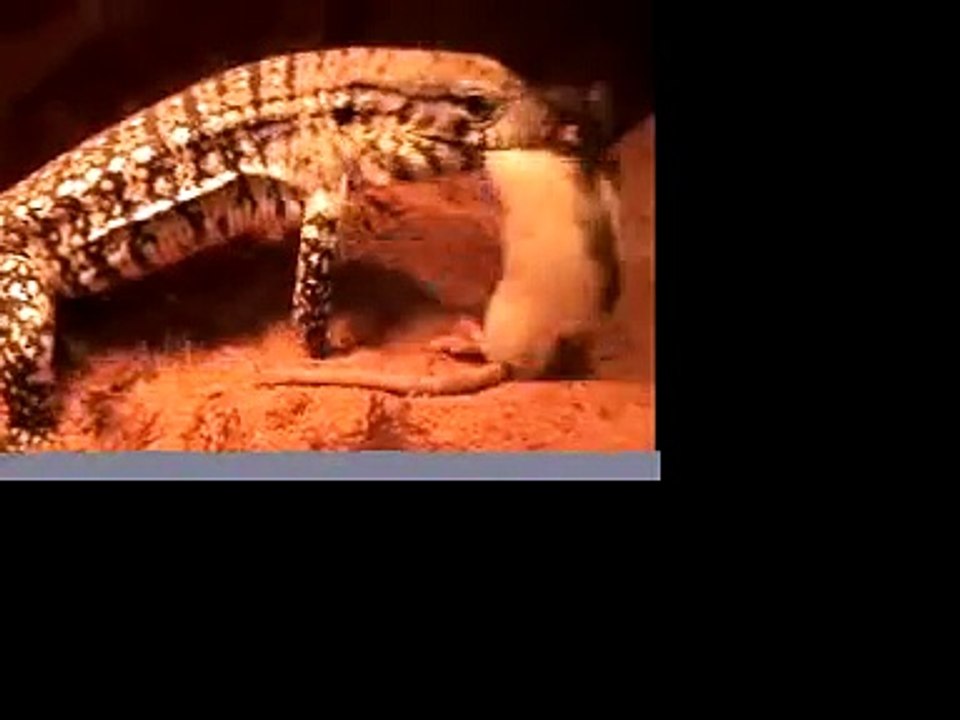 Tegu Eating a Rat