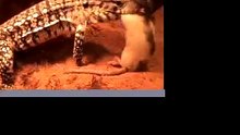 Tegu Eating a Rat
