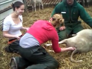 Bevalling van het schaap