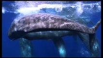 Close encounter with socializing sperm whales