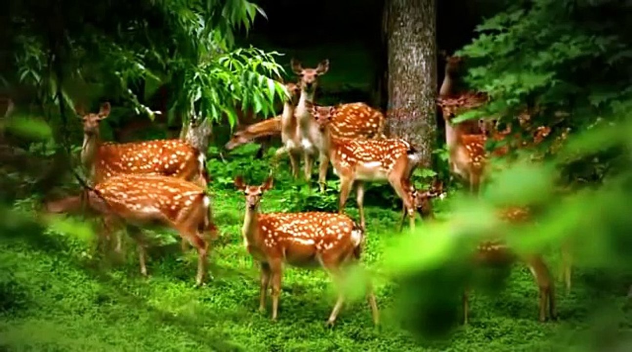 Природа России (Nature of Russia) Очень красивое видео