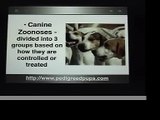 Diseases passed from animals to humans - Canine zoonoses