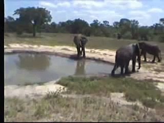 Small Gathering Of Bull Elephants