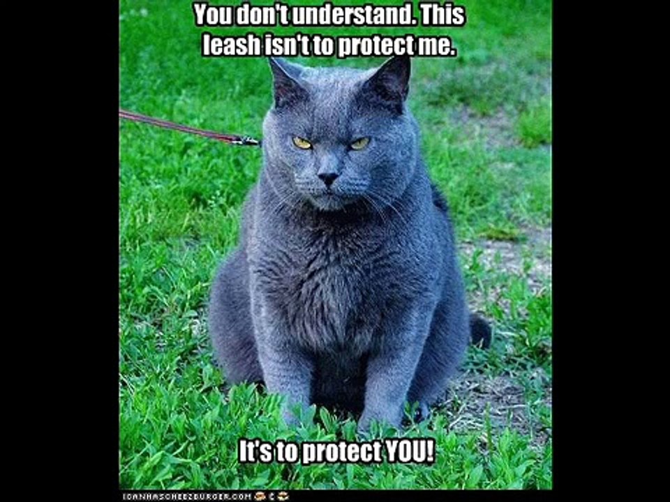 Funny Animals Doing Stupid Thing 12