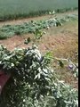 Alfalfa Grass Field being cut to make bales for horses - Rick Gore Horsemanship