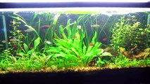 Tips and Tricks to successful Aquascaping (Freshwater)