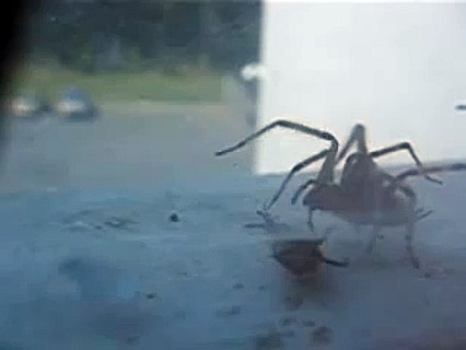 Spider vs Japanese Beetle #1