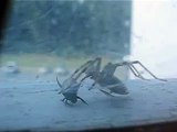 Spider vs Japanese Beetle #2