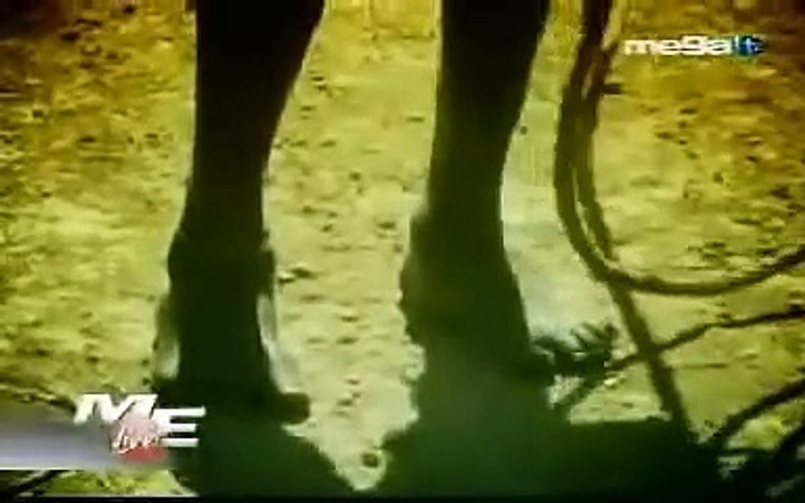 "The Sugar Babies" (Niños del Azúcar) en MegaTV