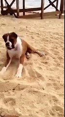 Dog Eats Lemon and goes CRAZY