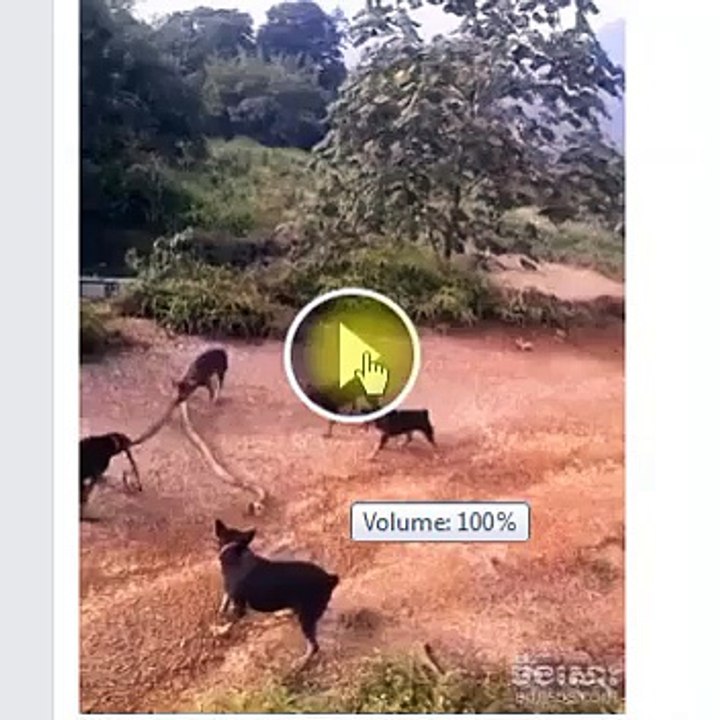 5 chiens mette un cobra en difficulté en revenge des menaces dont ils font l'objet de ce dernier.