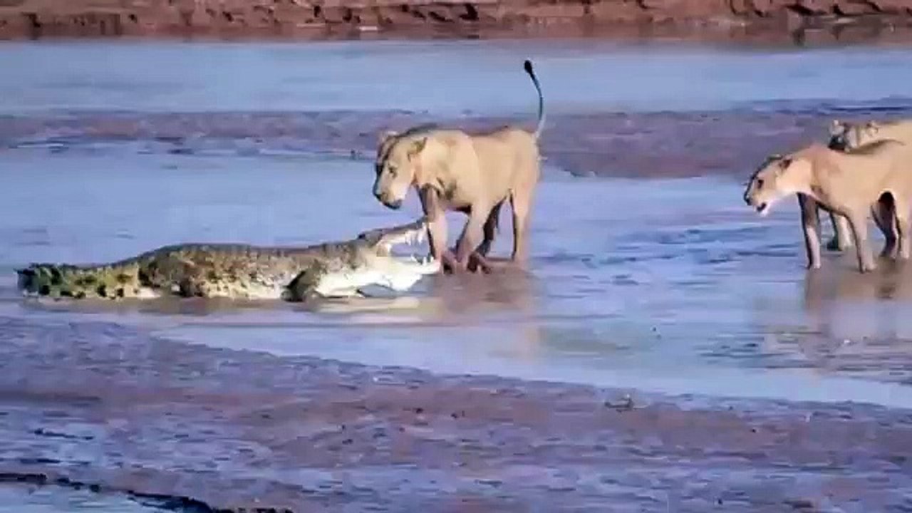 Lions Vs One Crocodile