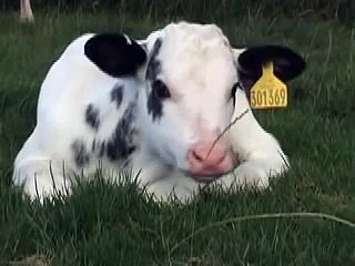 Holstein cow with Belgian Blue calf