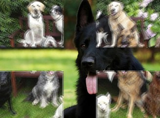 küçük ırk köpek mamaları