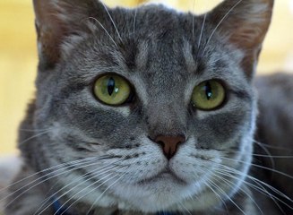 kedi mamasi online