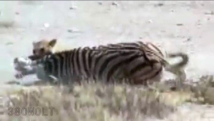 Dunya News - Zebra survives lioness attack