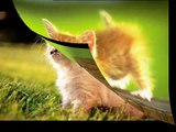 Best little Kittens Cute - Cute Kittens Love: Best Compilation The Most Beautiful and Fun Pets ! ?