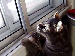 One of my crazy cats talking to a bird