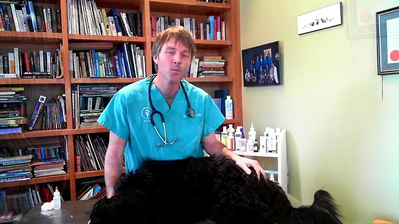 Dog Ear Infections