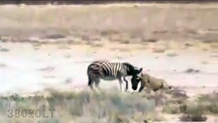 Zebra survives lioness attack... Must watch