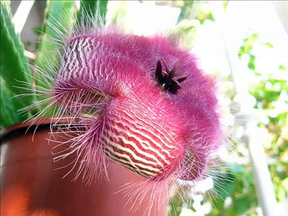 FIORITURA STAPELIA