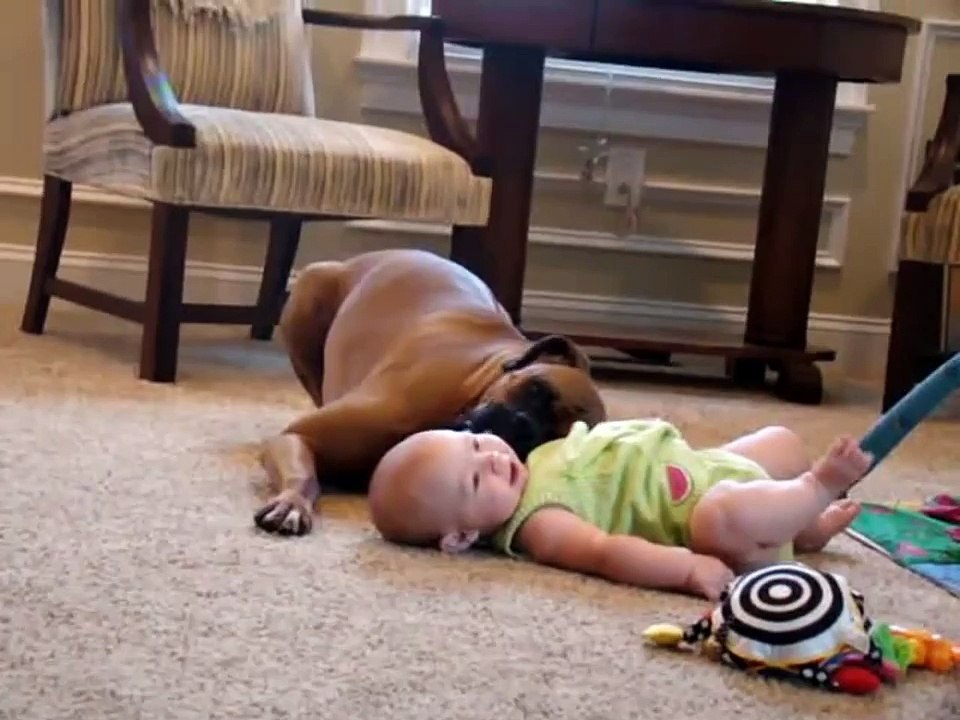 Séance de léchouilles pour ce boxer et ce bébé !