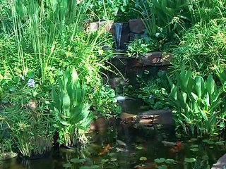 Benedict Bacilla Fish Pond Habitat