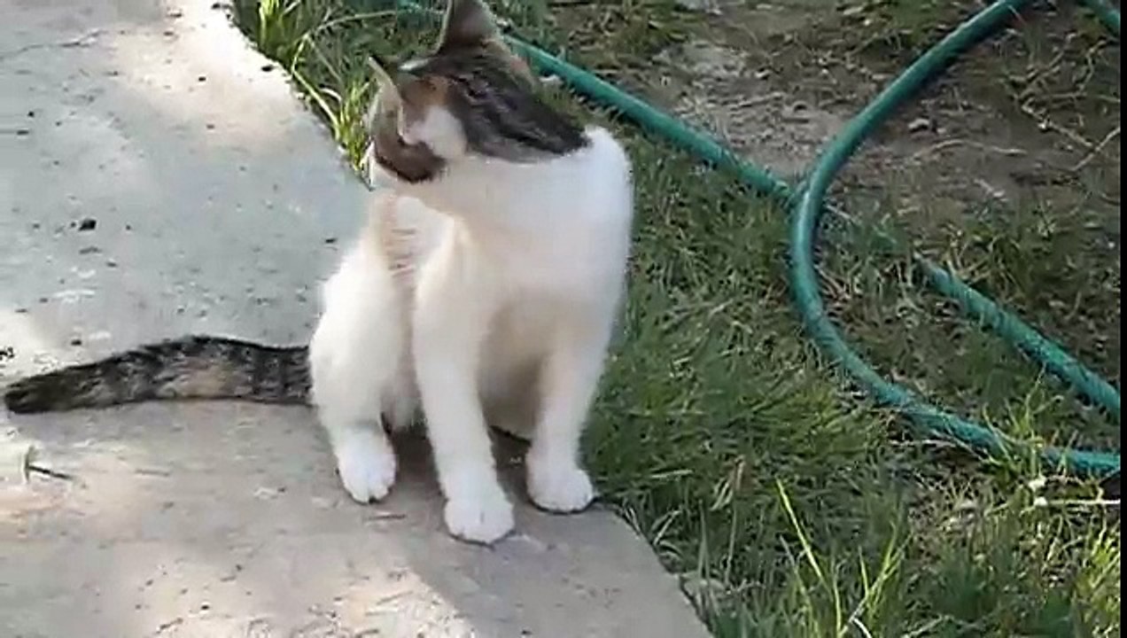 Cat Eats Mouse