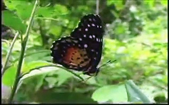 El Salvador Himno Nacional / National Anthem Of El Salvador