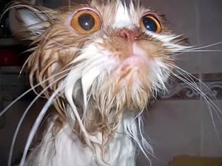 Sad Wet Cats - Hilariously Funny! - poor kitties