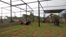 Playing with Pardus the black leopard at Cheetah Experience