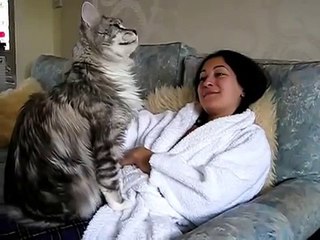 Большой кун заинтересовался грудью хозяйки