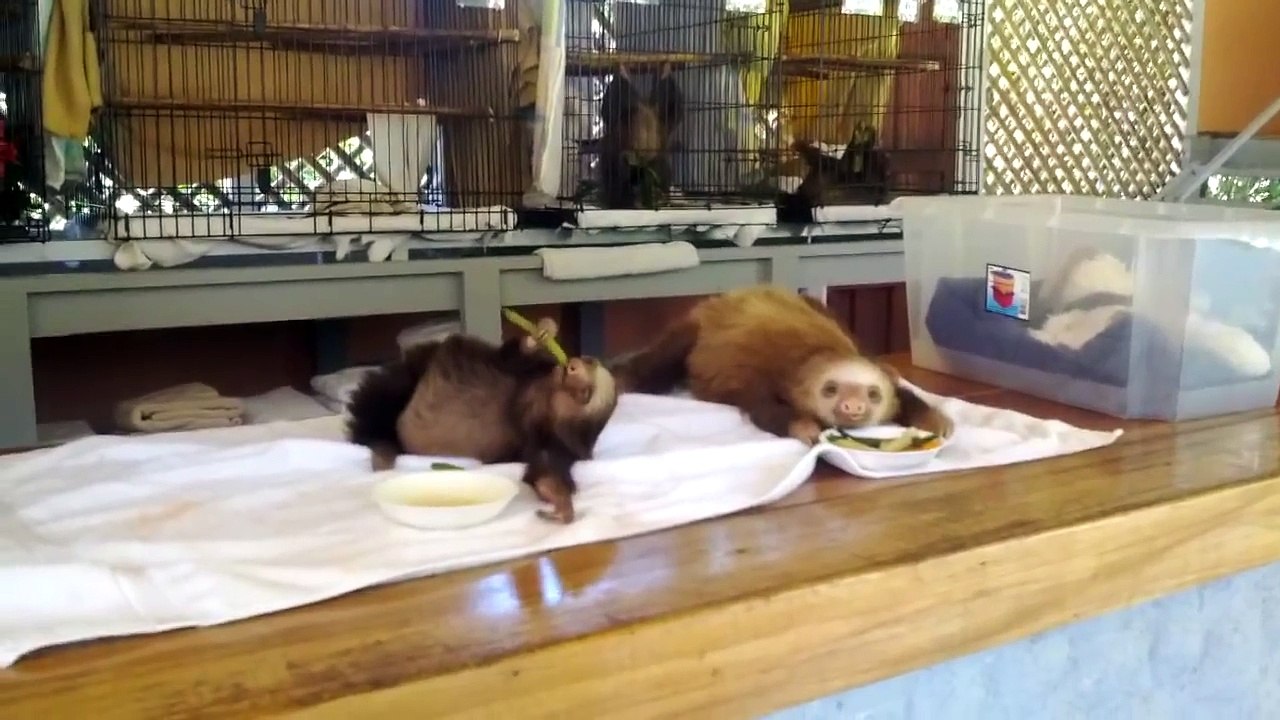 baby sloths eating