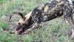 Salvaje Perros Caza Hiena - Os cães selvagens Caça da hiena