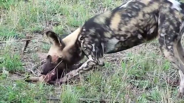 Salvaje Perros Caza Hiena - Os cães selvagens Caça da hiena