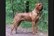 Las 10 razas de perros mas grandes del mundo.