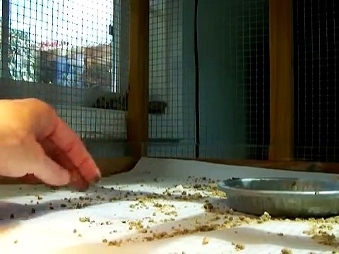 Urban Chickens First Worms