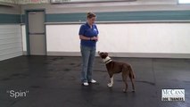 8 Fun Tricks You Can Teach Your Dog To Do