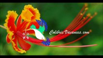 Colibris Vacances- CHAMBRE-HOTTES-TRADITIONS-PROVENCAL-511