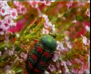 flower essence healing