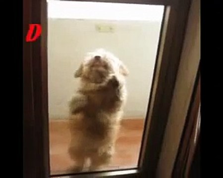 Собака танцевака