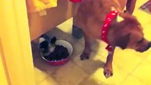 Puppy steals food when dog isn't looking