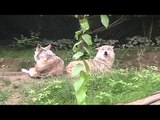 MEXICAN WOLF-Zoo Camper Podcast