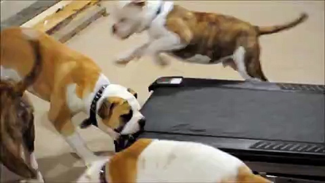 Amerikan Buldoglarının koşu bandıyla imtihanı