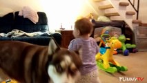 'Cute Siberian Husky Dogs Love Babies' Compilation 2015 - FunnyTV